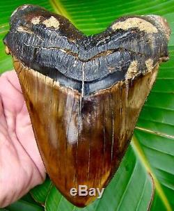 Megalodon Shark Tooth 5 & 7/16 in. PRETTIEST TOOTH ON EBAY PERU NATURAL