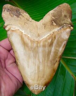 Megalodon Shark Tooth 5 & 7/16 in. PRETTIEST TOOTH ON EBAY PERU NATURAL
