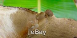 Megalodon Shark Tooth 5 & 7/16 in. PRETTIEST TOOTH ON EBAY PERU NATURAL