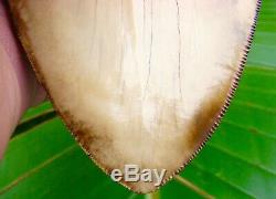 Megalodon Shark Tooth 5 & 7/16 in. PRETTIEST TOOTH ON EBAY PERU NATURAL