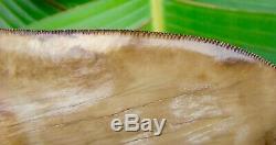Megalodon Shark Tooth 5 & 7/16 in. PRETTIEST TOOTH ON EBAY PERU NATURAL
