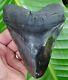 Megalodon Shark Tooth 5 & 7/16 In. Real Fossil No Restorations