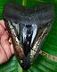 Megalodon Shark Tooth 5 & 7/8 In. Gold Pyrite Real Fossil Sharks Teeth
