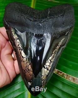 Megalodon Shark Tooth 5 & 7/8 in. GOLD PYRITE REAL FOSSIL Sharks Teeth