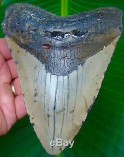 Megalodon Shark Tooth 5 & 7/8 in. HUGE SIZE REAL FOSSIL NO RESTORATIONS