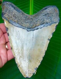 Megalodon Shark Tooth 5 & 7/8 in. HUGE SIZE REAL FOSSIL NO RESTORATIONS