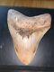 Megalodon Shark Tooth 5.7 In. Colorful Indonesian Real Asian Fossil
