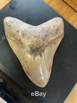 Megalodon Shark Tooth 5.7 in. COLORFUL INDONESIAN real asian fossil