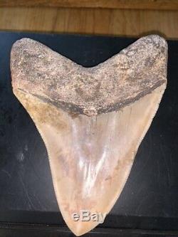 Megalodon Shark Tooth 5.7 in. COLORFUL INDONESIAN real asian fossil