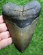 Megalodon Shark Tooth 5.80 Extinct Fossil Authentic Not Restored (cg20-44)