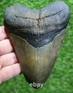Megalodon Shark Tooth 5.80 Extinct Fossil Authentic NOT RESTORED (CG20-44)