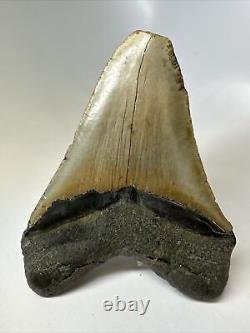 Megalodon Shark Tooth 5.80 Feeding Damage Natural Fossil Huge 16012