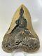 Megalodon Shark Tooth 5.80 Giant Authentic Fossil Natural 11281