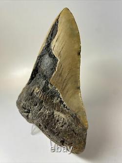 Megalodon Shark Tooth 5.80 Giant Authentic Fossil Natural 11281