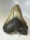Megalodon Shark Tooth 5.80 Huge Authentic Fossil Natural 16164
