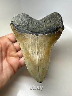 Megalodon Shark Tooth 5.80 Huge Authentic Fossil Natural 16164