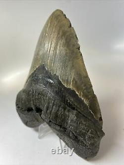Megalodon Shark Tooth 5.80 Huge Authentic Fossil Natural 7898