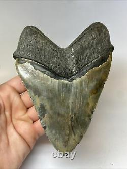 Megalodon Shark Tooth 5.80 Huge Authentic Fossil Natural 7898