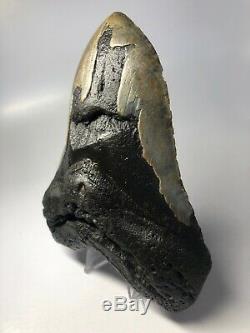 Megalodon Shark Tooth 5.80 Huge Natural Fossil Rare 5093