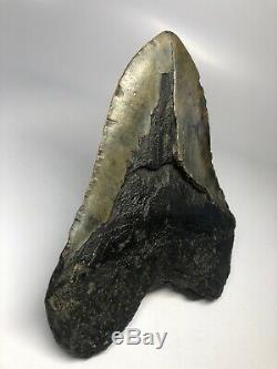 Megalodon Shark Tooth 5.80 Huge Natural Fossil Rare 5093