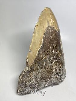 Megalodon Shark Tooth 5.80 Huge Natural Fossil Real 14257
