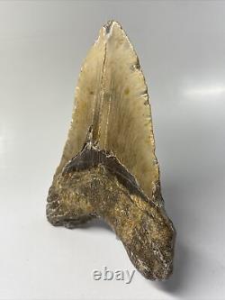 Megalodon Shark Tooth 5.80 Huge Natural Fossil Real 14257