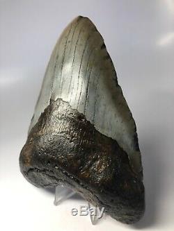 Megalodon Shark Tooth 5.81 Beautiful Real Natural Fossil 3915