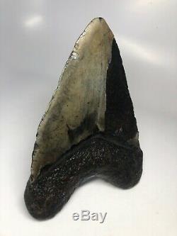Megalodon Shark Tooth 5.81 Beautiful Real Natural Fossil 3915