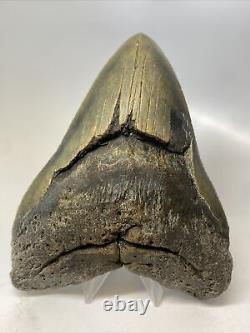 Megalodon Shark Tooth 5.81 Giant Authentic Fossil Natural 15380