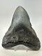 Megalodon Shark Tooth 5.81 Huge Authentic Fossil Beautiful 18771