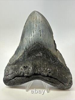 Megalodon Shark Tooth 5.81 Huge Authentic Fossil Beautiful 18771