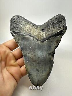 Megalodon Shark Tooth 5.81 Huge Authentic Fossil Beautiful 18771