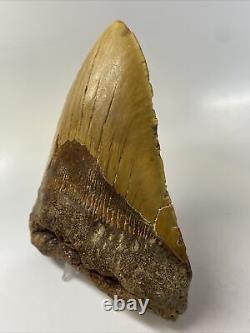 Megalodon Shark Tooth 5.81 Huge Orange Fossil Authentic 12372
