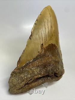 Megalodon Shark Tooth 5.81 Huge Orange Fossil Authentic 12372