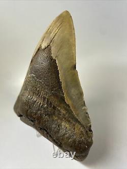 Megalodon Shark Tooth 5.81 Natural Huge Fossil Real 11788