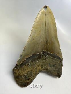 Megalodon Shark Tooth 5.81 Natural Huge Fossil Real 11788