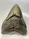 Megalodon Shark Tooth 5.81 Inch Giant Authentic Fossil Natural Real 15380
