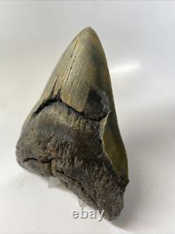 Megalodon Shark Tooth 5.81 inch Giant Authentic Fossil Natural Real 15380