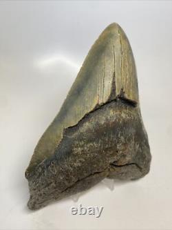 Megalodon Shark Tooth 5.81 inch Giant Authentic Fossil Natural Real 15380