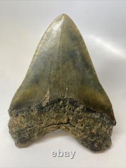 Megalodon Shark Tooth 5.81 inch Giant Authentic Fossil Natural Real 15380