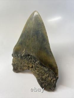 Megalodon Shark Tooth 5.81 inch Giant Authentic Fossil Natural Real 15380