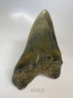 Megalodon Shark Tooth 5.81 inch Giant Authentic Fossil Natural Real 15380