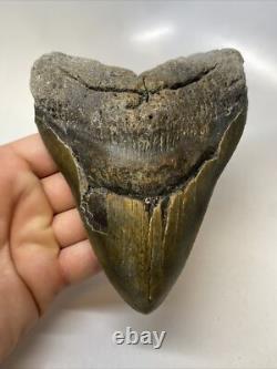 Megalodon Shark Tooth 5.81 inch Giant Authentic Fossil Natural Real 15380