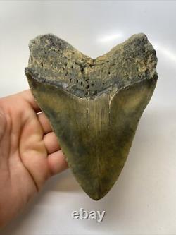 Megalodon Shark Tooth 5.81 inch Giant Authentic Fossil Natural Real 15380