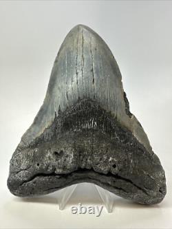 Megalodon Shark Tooth 5.81 inch Huge Authentic Fossil Beautiful 18771