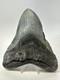 Megalodon Shark Tooth 5.81 Inch Huge Authentic Fossil Beautiful 18771