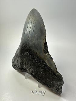 Megalodon Shark Tooth 5.81 inch Huge Authentic Fossil Beautiful 18771