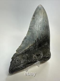 Megalodon Shark Tooth 5.81 inch Huge Authentic Fossil Beautiful 18771