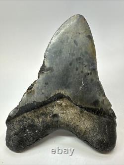 Megalodon Shark Tooth 5.81 inch Huge Authentic Fossil Beautiful 18771
