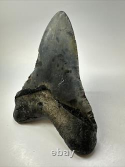 Megalodon Shark Tooth 5.81 inch Huge Authentic Fossil Beautiful 18771